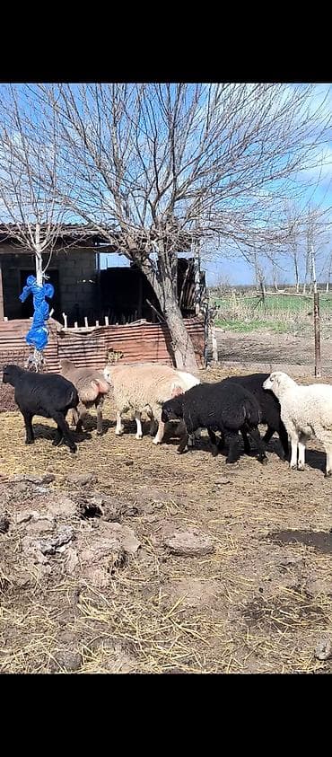 kənd təsərrüfatı heyvanları: Salam 15 baş əmlik quzudur superde kokduler, 5 ədədi tisdir 10 ədədi — 1