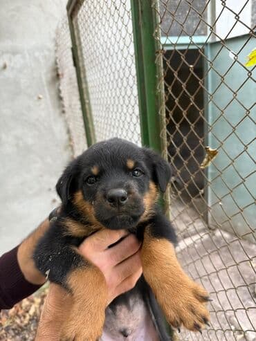 dişi quzu: Rotveyler, 2 ay, Dişi, Peyvəndli, Ünvandan götürmə — 3