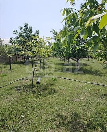 basavik satisi: 12 sot, Kənd təsərrüfatı, Barter mümkündür, Kupça (Çıxarış) — 3