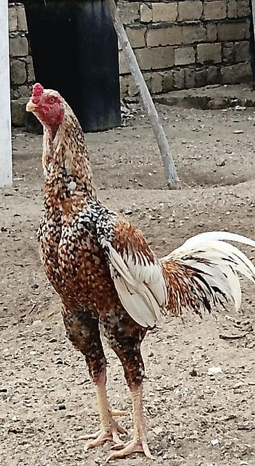 satliq ov itleri berde: Şekilde gorduyunuz mayalı Pileymut yumurtaları satılır isdeyen — 3