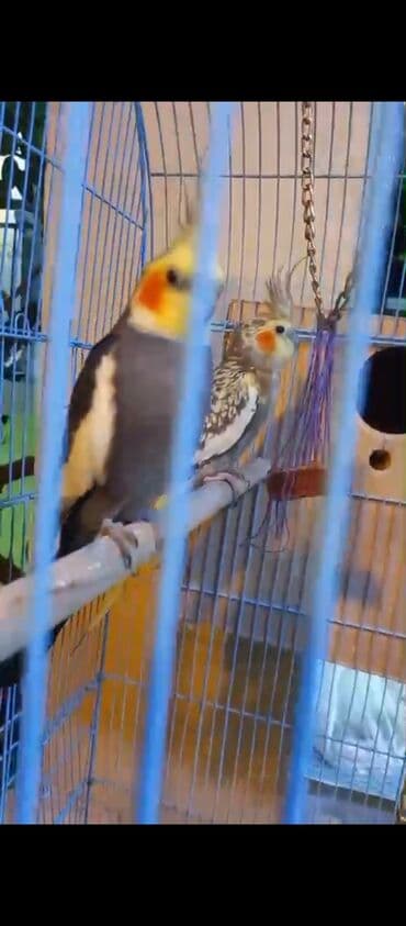 xamyak yuvası: Məhsul: Nimfa tutuquşları (cüt) Təsvir: - Kafesdə bir cüt nimfa — 3