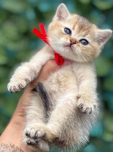 pişik tualet: Britan — 2