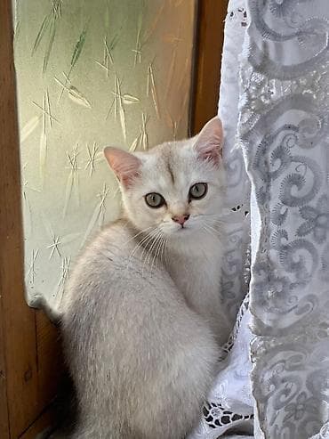 pisik sekileri: Britan — 3