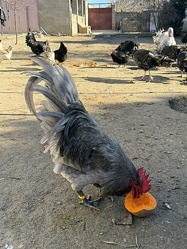 Atlar: Toyuq, Damazlıq — 4