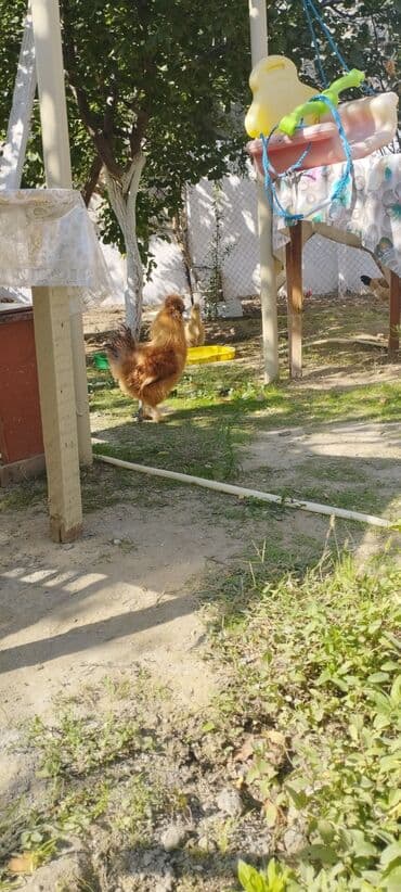 продам собаку доска объявлений: PON POn xoruzu satilir tekce — 3