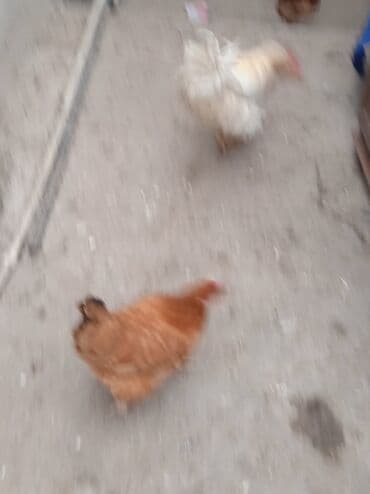 pekines ağ: Toyuq, Damazlıq — 2