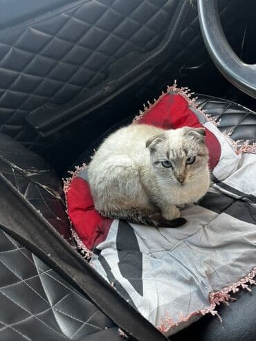 Kabrolar: Şotland yastı qulaq — 2