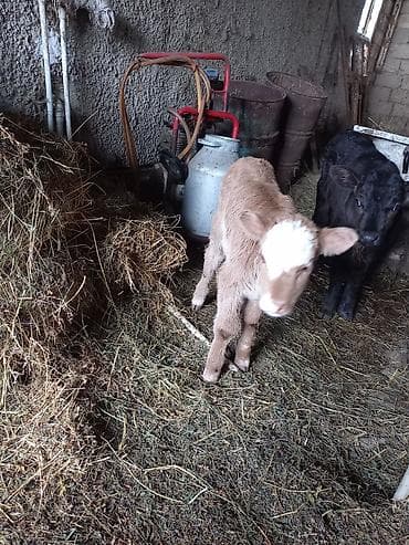 Бараны, овцы: Dìşì Südəmər — 1