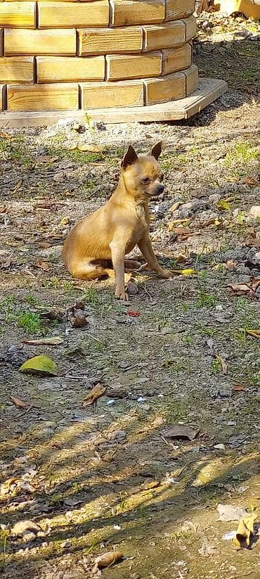 kreditle heyvan satisi: Çixuahua — 6