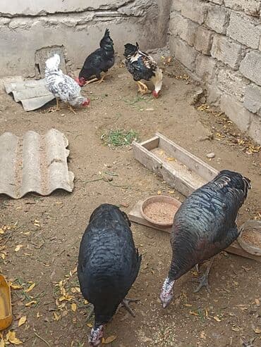 Inəklər, öküzlər: Dişi, Damazlıq — 4