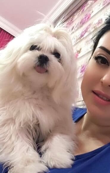 pişik satişi: Malta bolonka — 7