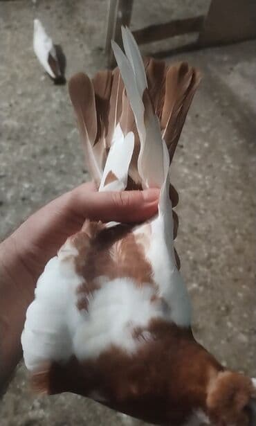 ingilis setter it cinsinin digər adı: Məhsul: Bəzək (cins) göyərçinlər Təsvir: - Rəng: qırmızı-qəhvəyi və — 1