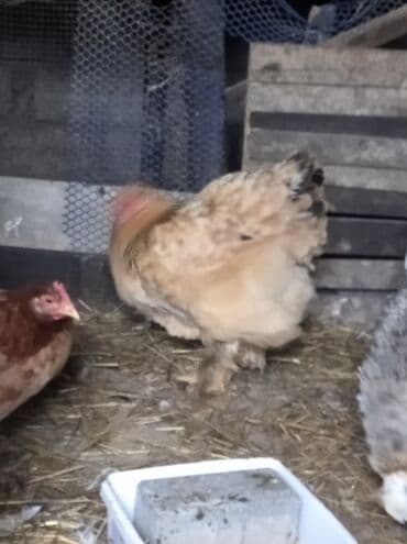 kanada sortu hinduska: Toyuq, Brama, Damazlıq, Ödənişli çatdırılma — 8