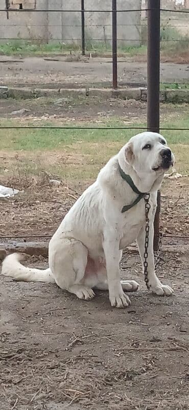 it davası: Alabay, 10 ay, Erkek, Peyvəndli, Pulsuz çatdırılma — 2