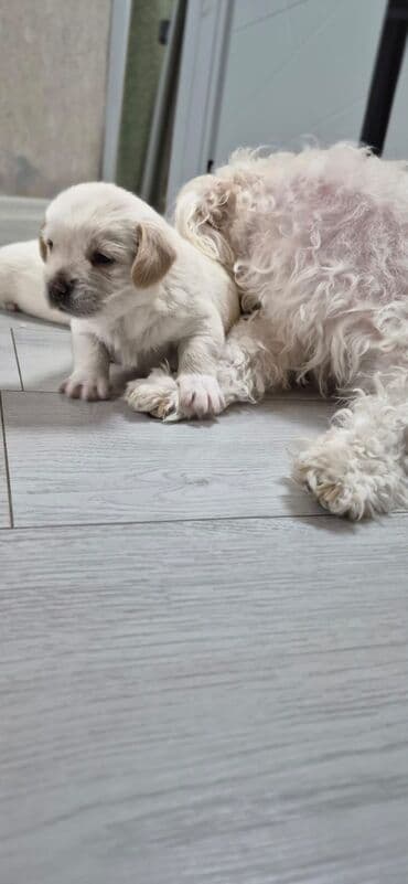 alabay sekilleri: Pudel, 1 il — 7