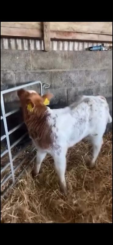 Atlar: Satılır: erkək balalıq (dana) Xüsusiyyətlər: - Rəng: ağ-qırmızı — 7