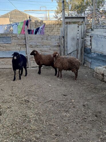 Proton: Erkək quzular kök quzulardi qiymet 270 manatdi isdeyen olsa gelib baxa — 3