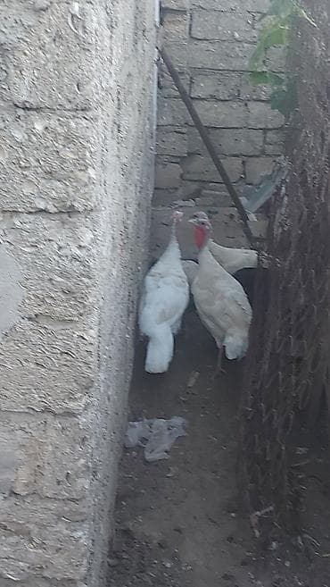 K/t heyvanları və malları: 1i 40azn 4dene dişi hinduşqalar 3ağ reng 1 qara 1de boz hinduşqalar — 3