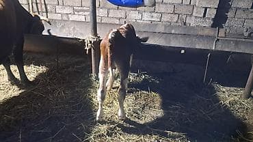 xacmaz inəy: Ikinci qarına doğub 20 günlük süni mayalanmadan olan erkək balası — 3