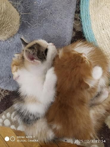 heyvan sahiblendirme: Yaxşı əllərə — 4