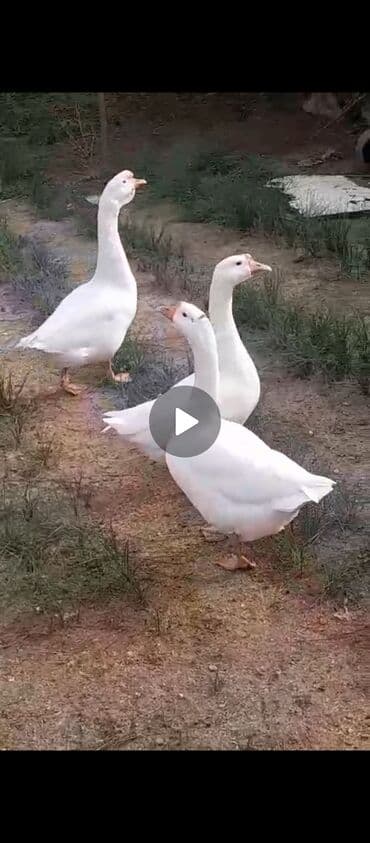 Ножи: Kök qazlardi biri 50 manat 2 dişi bir Erkey ünvan Bilgəh — 3