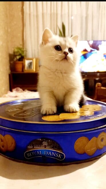 pisik sortlari: Şinşilla, Dişi, Yaxşı əllərə, Ünvandan götürmə — 2