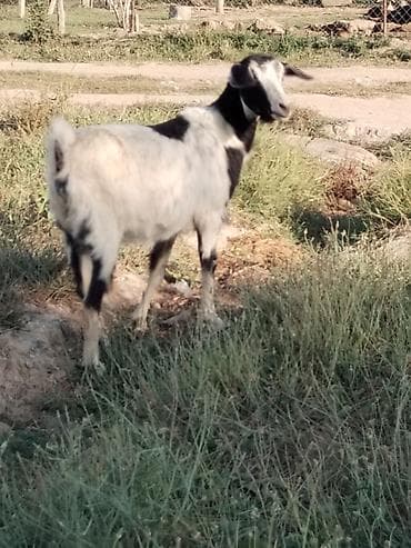 bala afçarka: Bu Qiymətə keci yoxdur 1 ana 2 bala 500 manata ana 1 ci qarin dogub — 1