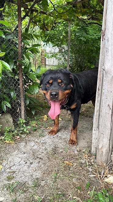 heyvan mal: Rotveyler, Peyvəndli — 1