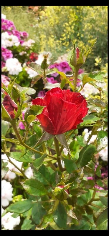 gul adları azərbaycan: Məhsul: Gül kolları (gül fidanları) Təsvir: soyuqa davamlı 2 azn 3 — 1