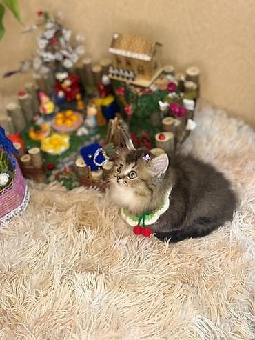 pisik sahiplendirme: Yaxşı əllərə — 4