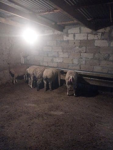 mal yatagi: Qoyun sürüsü satılır – ət və damazlıq üçün əlverişli - Növ: yerli — 2