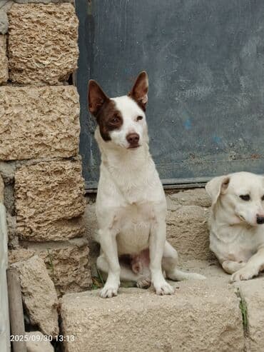 bakıda it satışı: 1 il, Erkek — 3