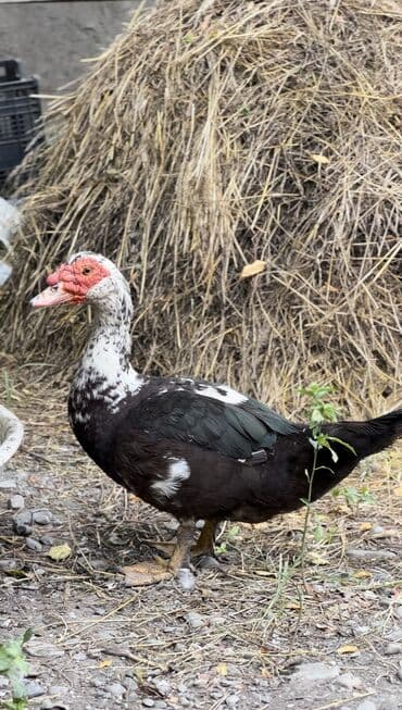 yarasa yuvası qiymeti: Muscovy ördəyi (indoutka) – qarışıq qara-ağ lələklər, qırmızı karnizli — 3