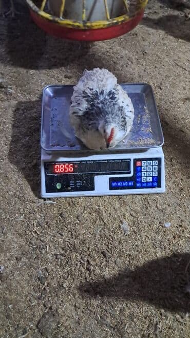 Gəmiricilər: Toyuq cücələri, Ətlik — 3