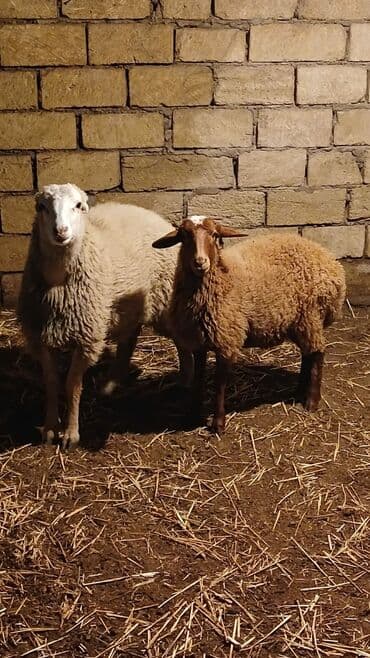 Muncuqlar: Qoç 750 qara ağ iksi 700 təpər 300
 - — 1