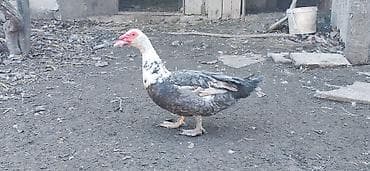 Bu ilki erkek lal ordegdi .artimli ve yaxsi ceki veren sortdu. unvan