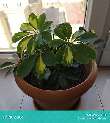 Bitki dərmanları: Schefflera arboricola (rəngbərəng “Umbrella Plant”) – dekorativ — 3