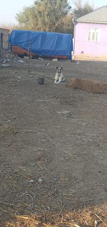 Alabay, 1 il, Peyvəndli lalafo.az -da Alabay, 1 il, Peyvəndli