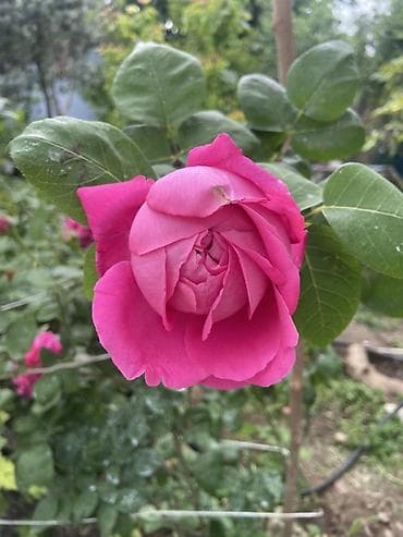 jasmin gulu: Güllü dekorativ – parlaq çəhrayı, iri və çoxqatlı, ətirli qızıl gül — 4