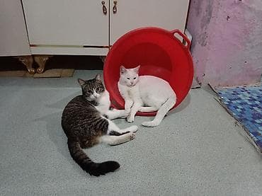 iş axdram: İş axdarıram. Binada blok təmizdəməy. Elmlərə yaxın olsa yaxşı olar — 1