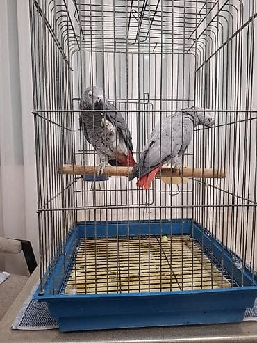 jako papuqay: Erkek dişi saglam afrika gırmızı guyrugu Qəfəsdə iki ədəd boz — 1