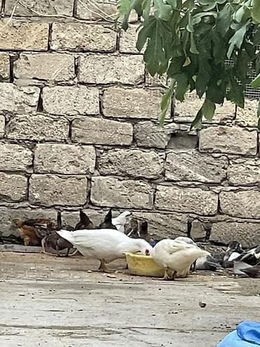 Утки: Muscovy ördəkləri (indo-ördəklər) – müxtəlif rənglərdə sürü — 5