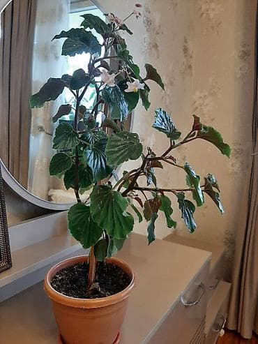 Beqonya gulu her biri 7azn.çicek acir