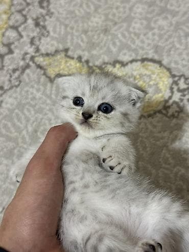 pişim: Şinşilla, Yaxşı əllərə — 1