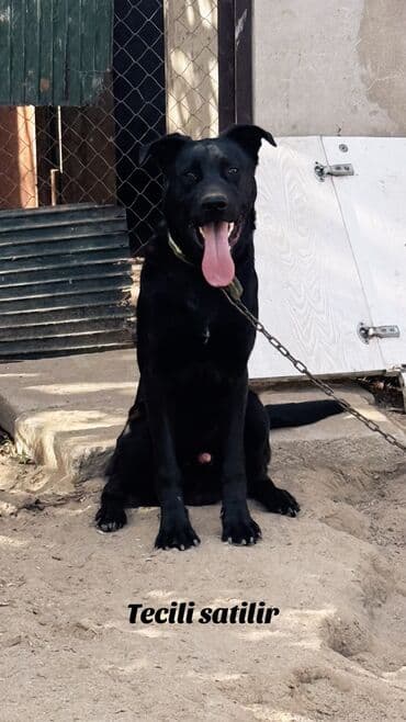 İtlər: 9 ay, Erkek, Peyvəndli — 1