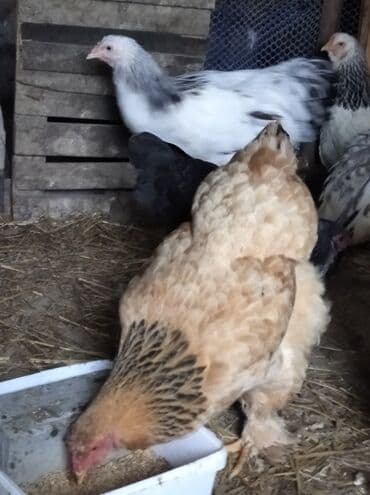 karella quslari: Toyuq, Brama, Damazlıq, Ödənişli çatdırılma — 6