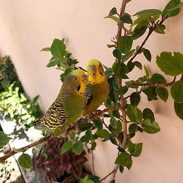 Tutuquşları: 🦜 Erkək və Dişi Cüt Dalğalı Tutuquşuları 🦜 Həyətdə belə uçub — 9