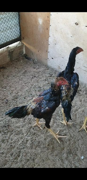 Təmiz alman qanı sarıbel Osaka şamo 3 aylıq beçələr, fərələr. Bir lalafo.az -da Təmiz alman qanı sarıbel Osaka şamo 3 aylıq beçələr, fərələr. Bir