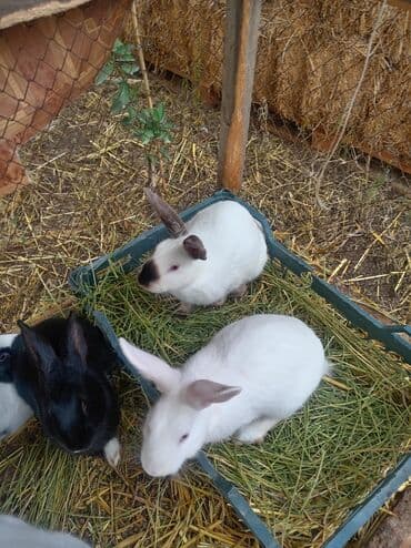 kaliforniya dovşanı: Doşan satlır 5 yerli saort 1qalifoniya — 3