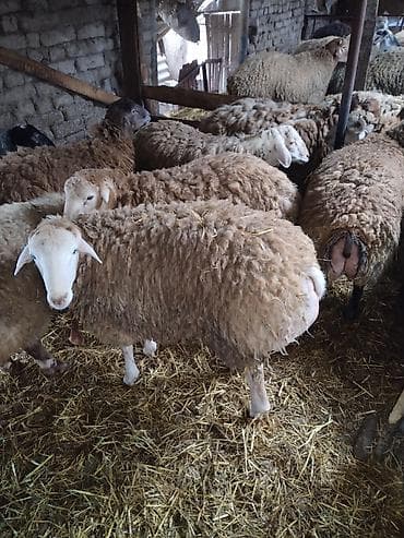 gence it bazari: Erkək toqlulardı hamısı təmiz ətləri 30-35kq arası — 1